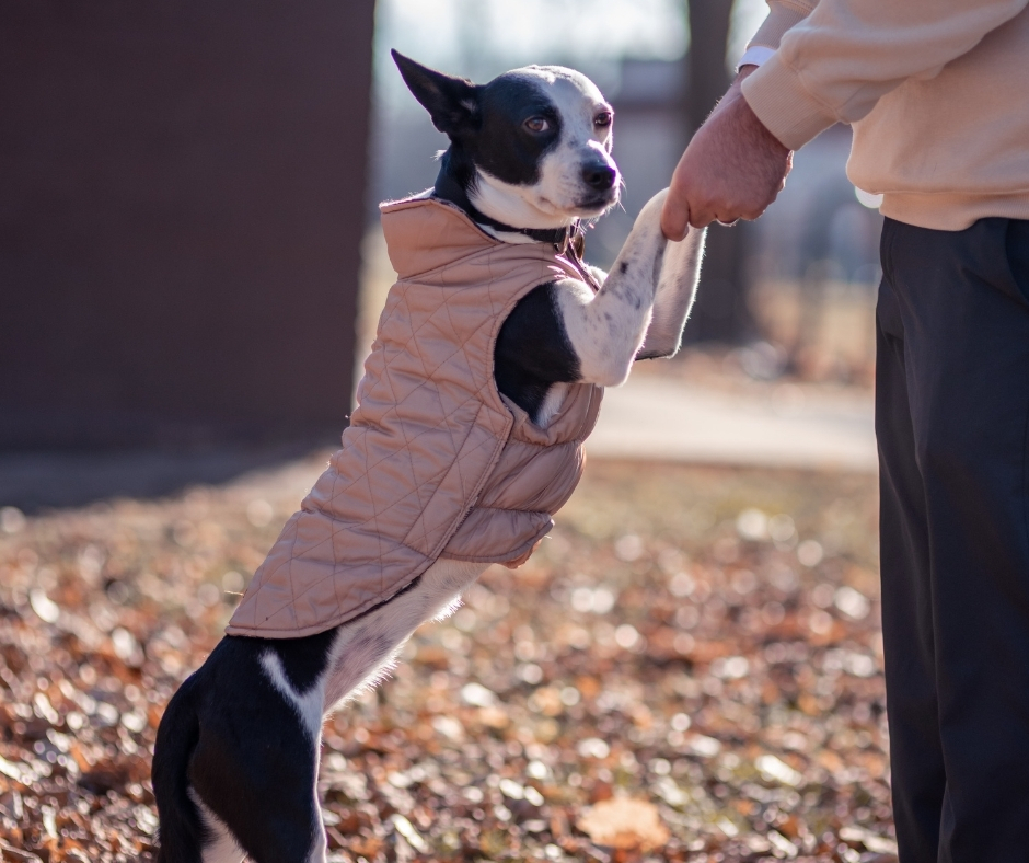 Person Holding Dog's Front Paws