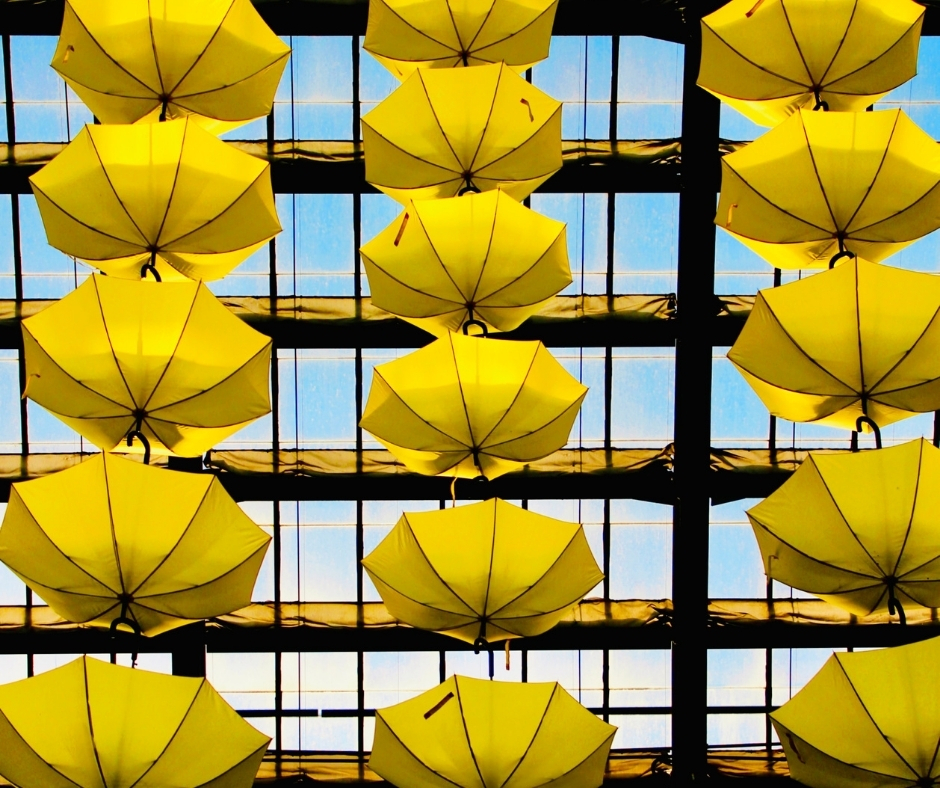 16 Open Yellow Umbrellas