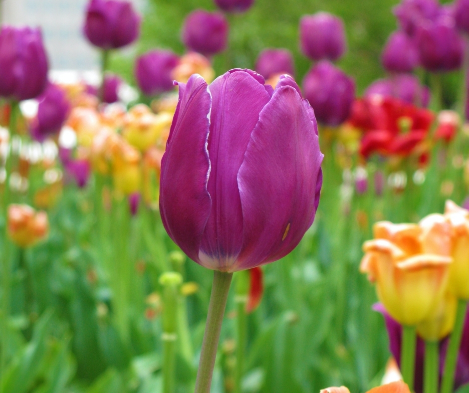 Close Up Of Tulip