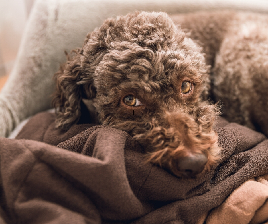 Cute Dog In Blanket