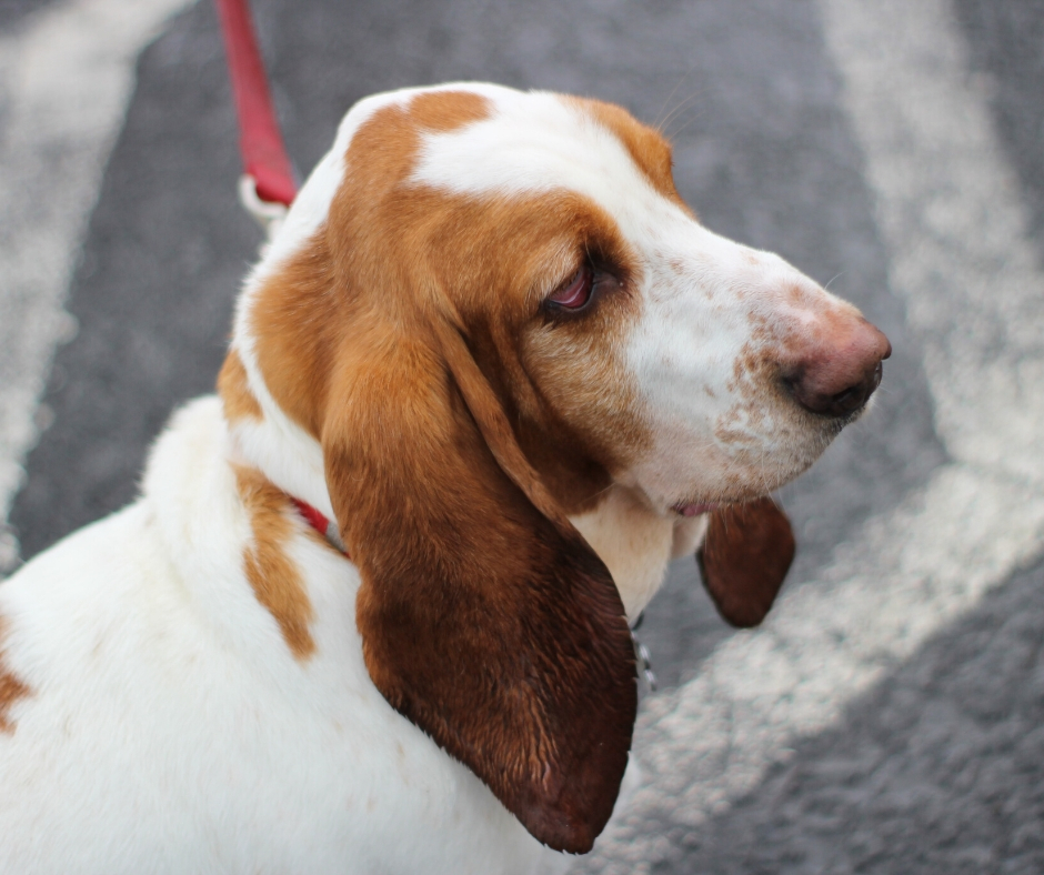 Dog On A Leash