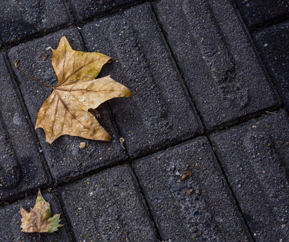 Leaf On The Ground