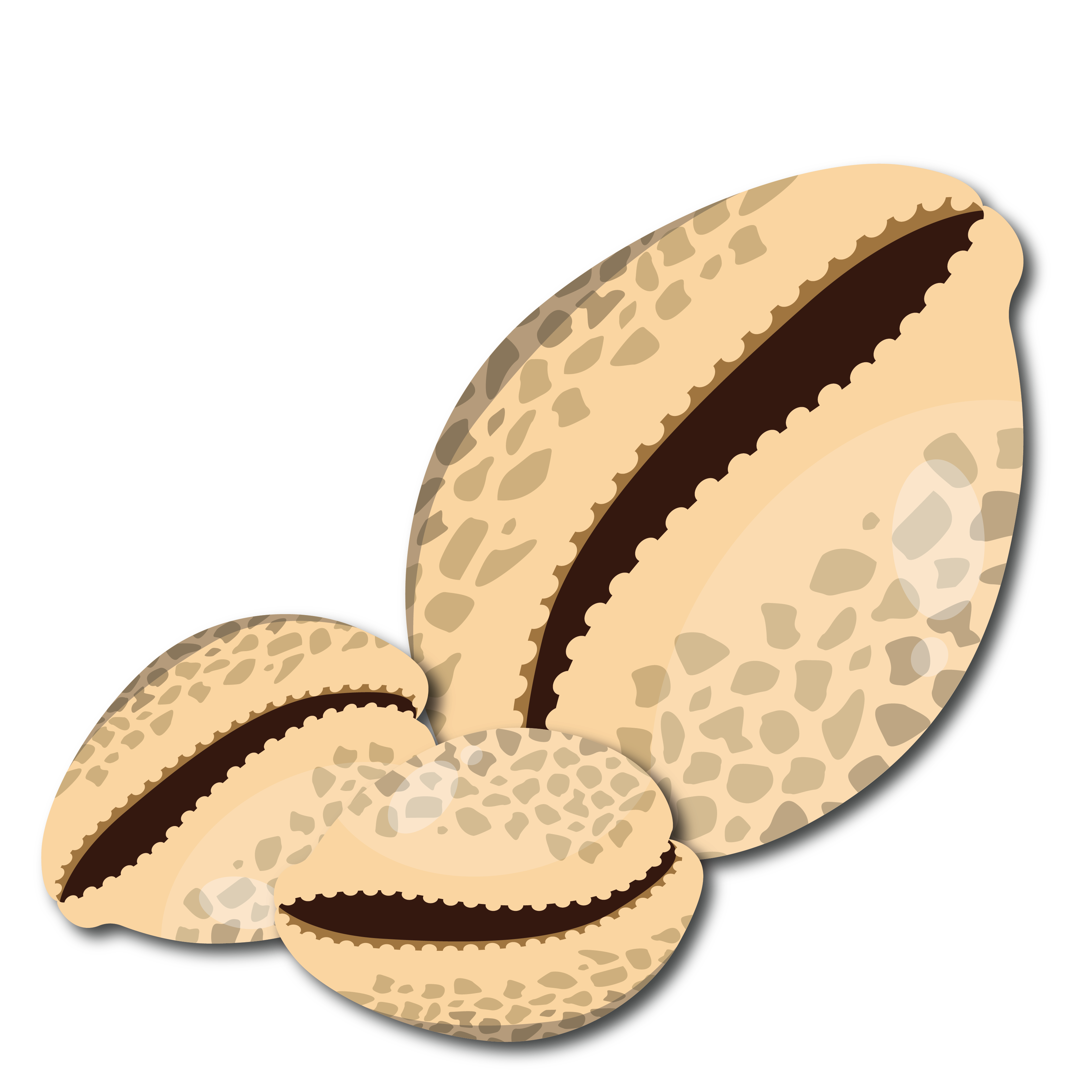 Cowrie Shells